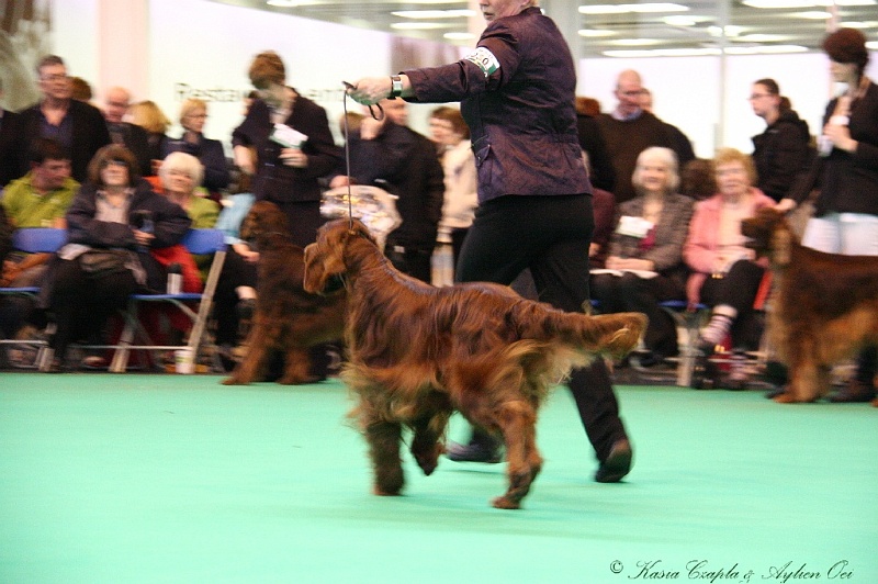 Crufts2011 825.jpg